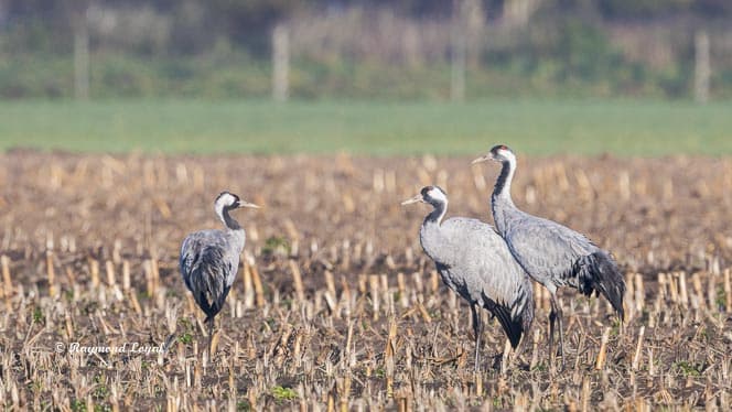 grauer kranich grus grus