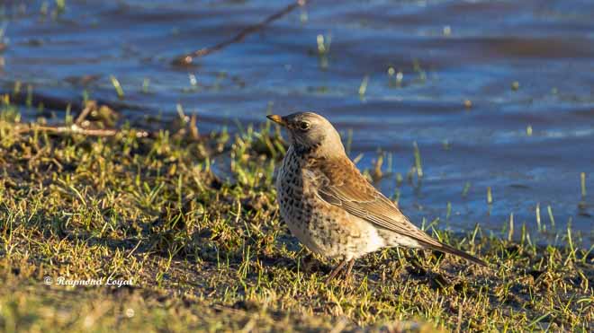fieldfare