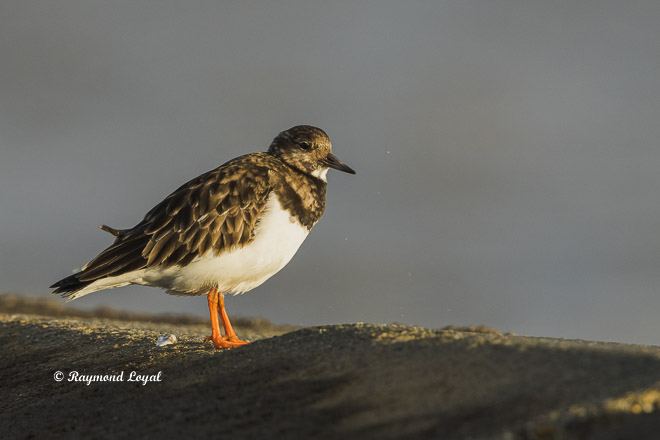 ruddy turnstone
