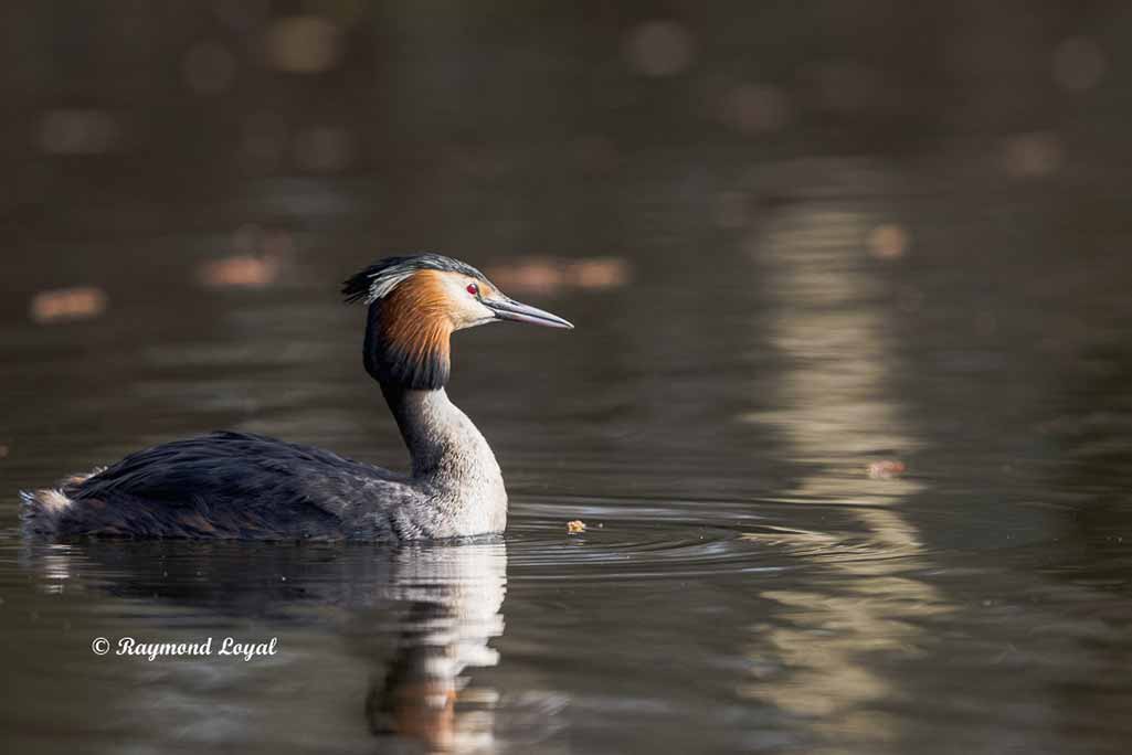haubentaucher schwimmt im wasser