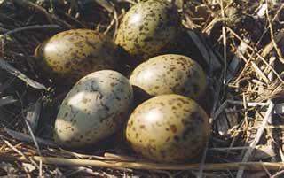 eggs black-headed gull
