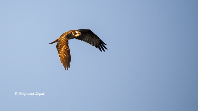 osprey flying