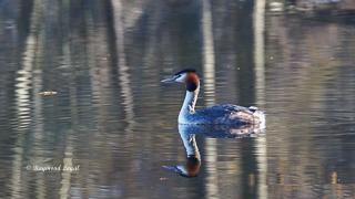 great crested grebe