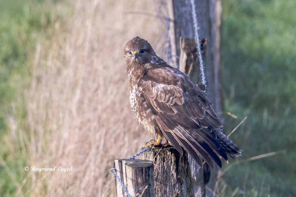 maeusebussard vogel wiese zaun