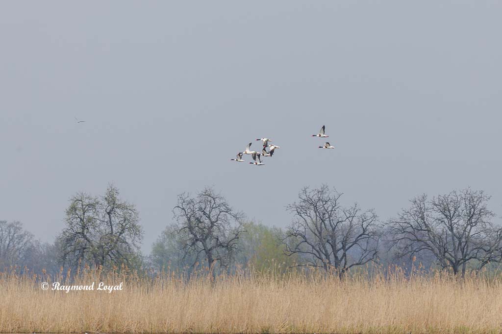 brangaense im flug