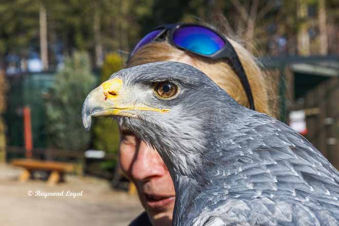 black-chested buzzard-eagle
