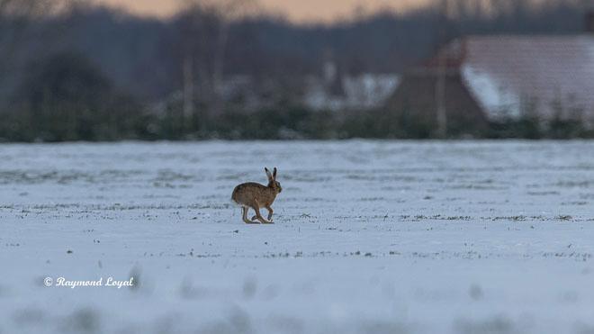 hase in wiese