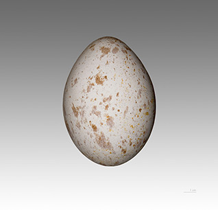 egg white-backed vulture