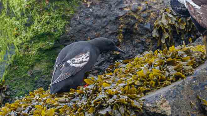 black guillemot