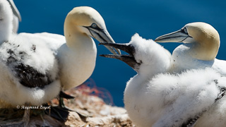 Gannet morus bassanus
