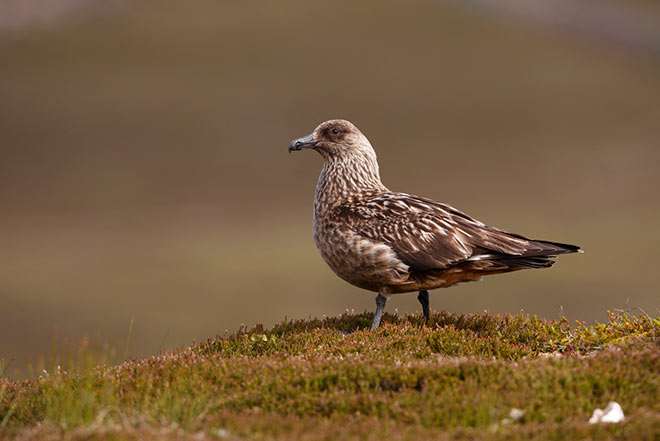 skua