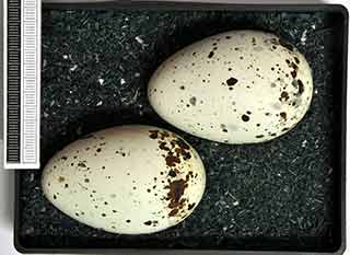 black guillemot egg