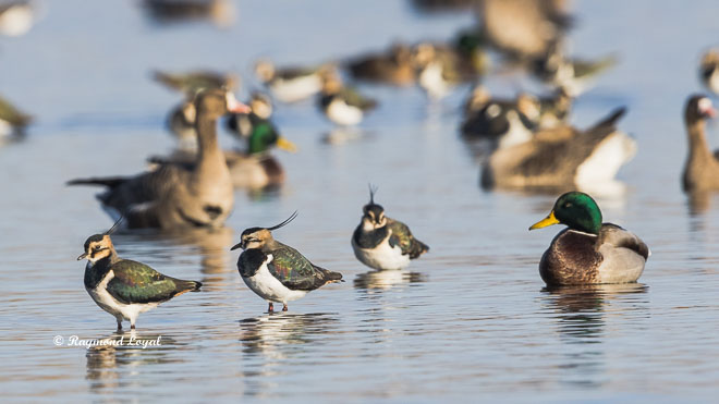 northern lapwing
