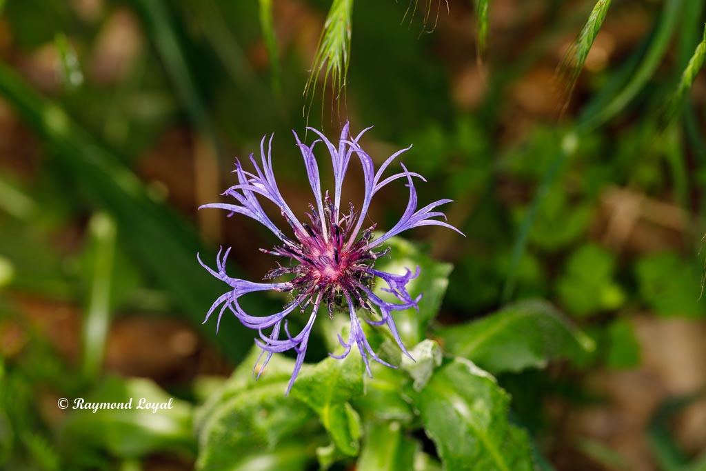 nature photography