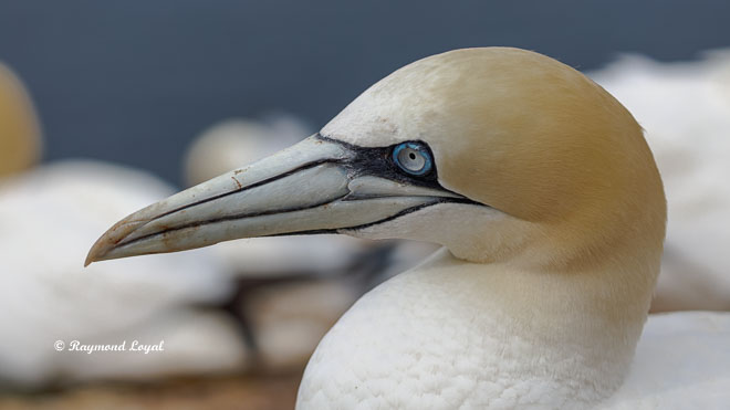 gannet morus bassanus wildlife photography