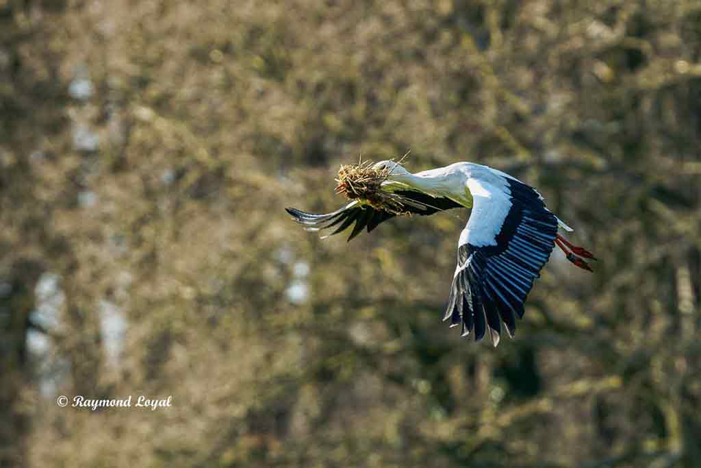 weissstorch im flug