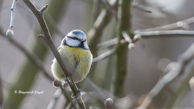 blue tit