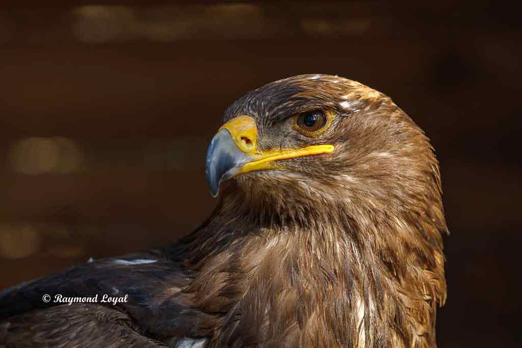 schelladler vogel portrait