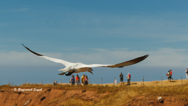 flying gannet