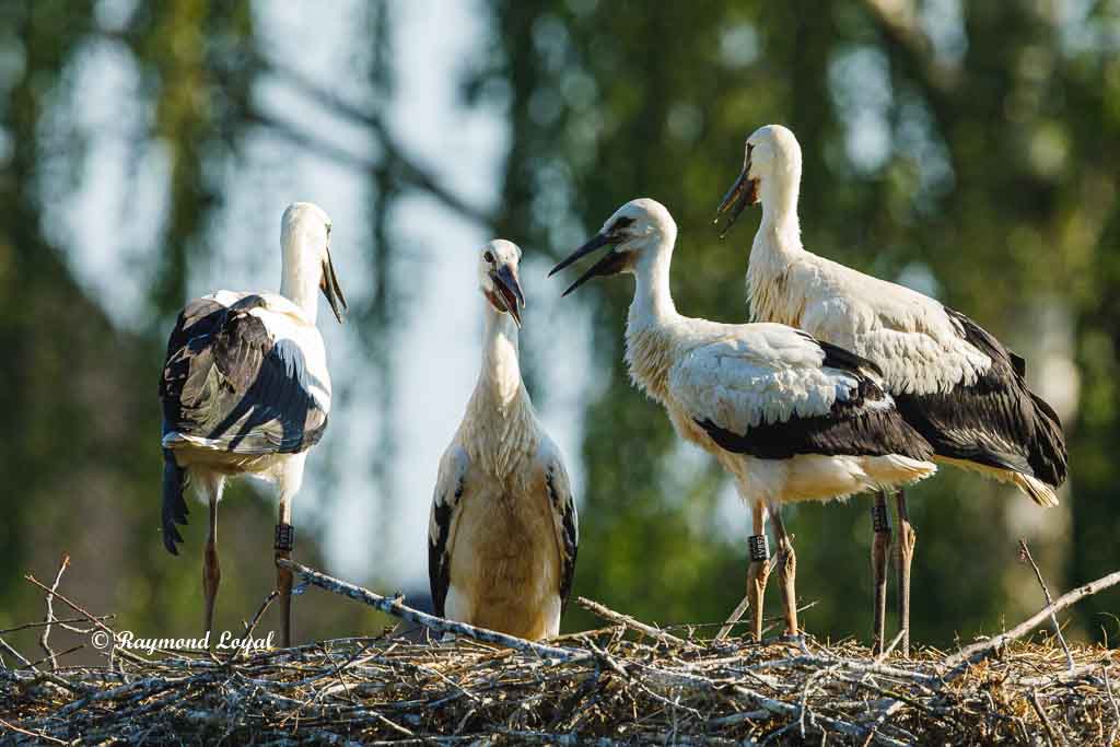 weiss storch jungvogel