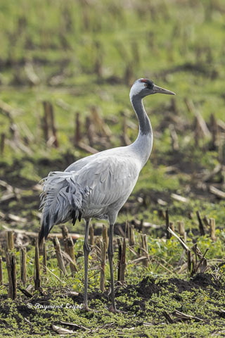 grauer kranich vogel feld