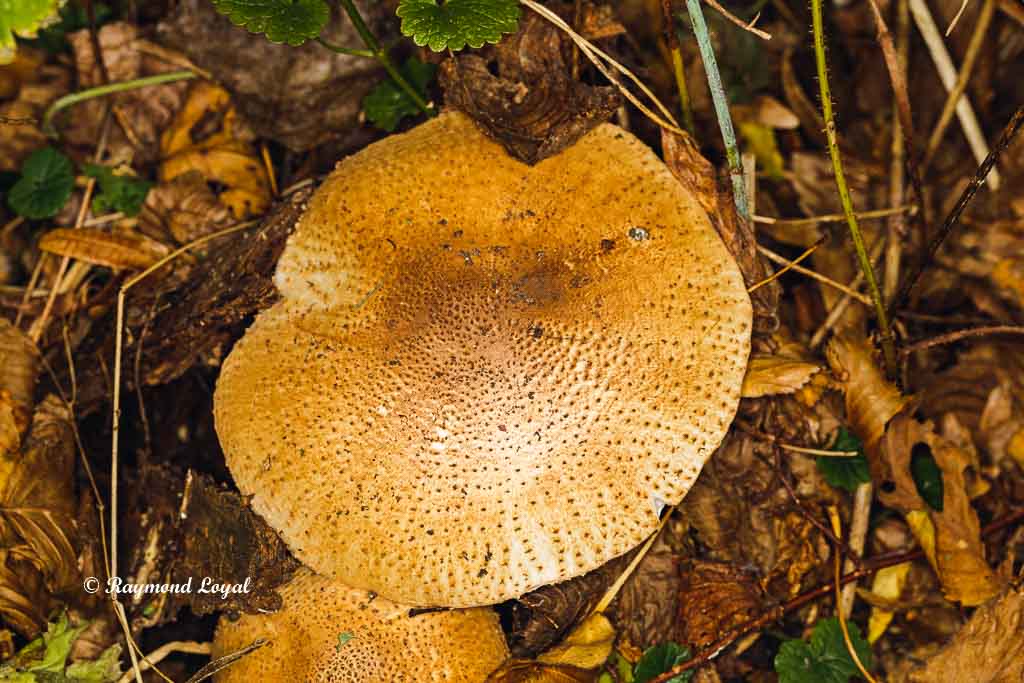 waldpilz natur fotografie