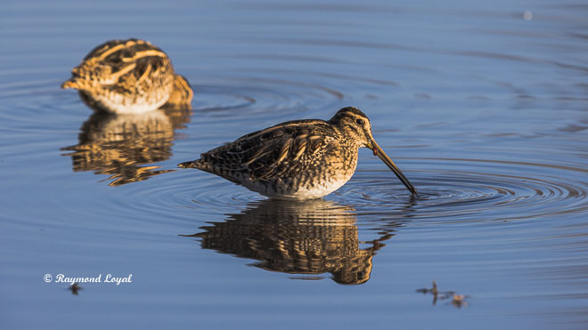 common snipe