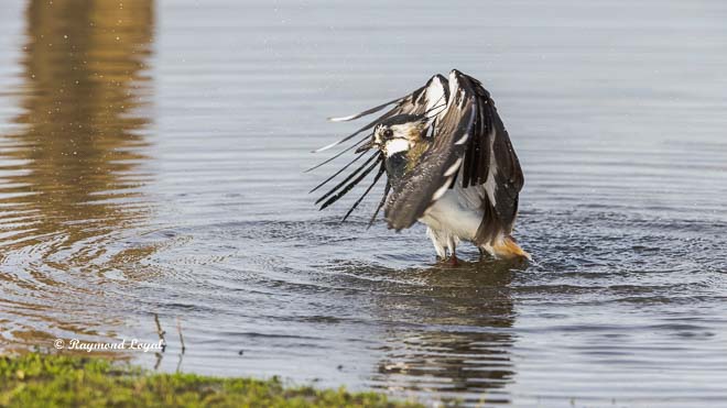 northern lapwing