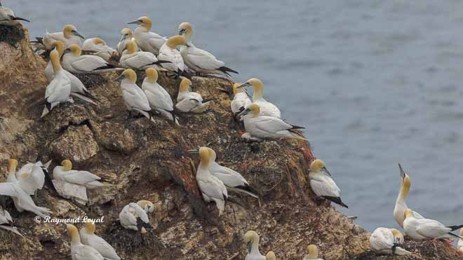 gannet