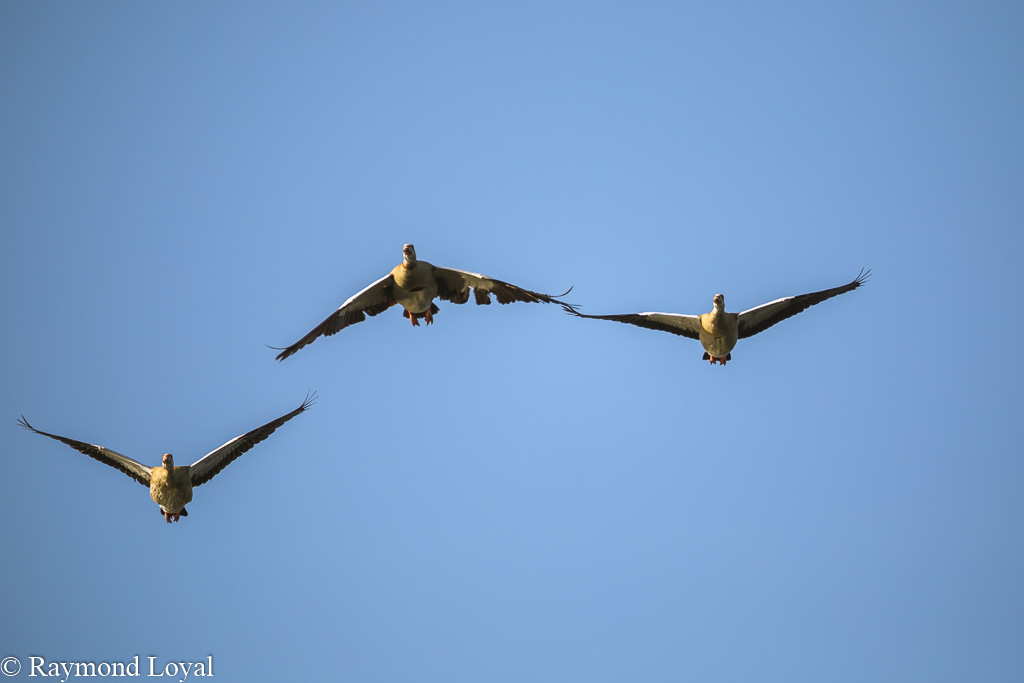 aegyptian goose alopochen aegytptiacus birds in flight
