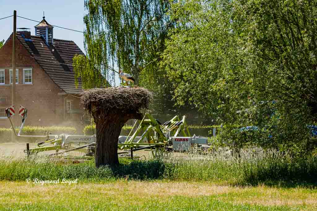 weiss storch landwirt horst