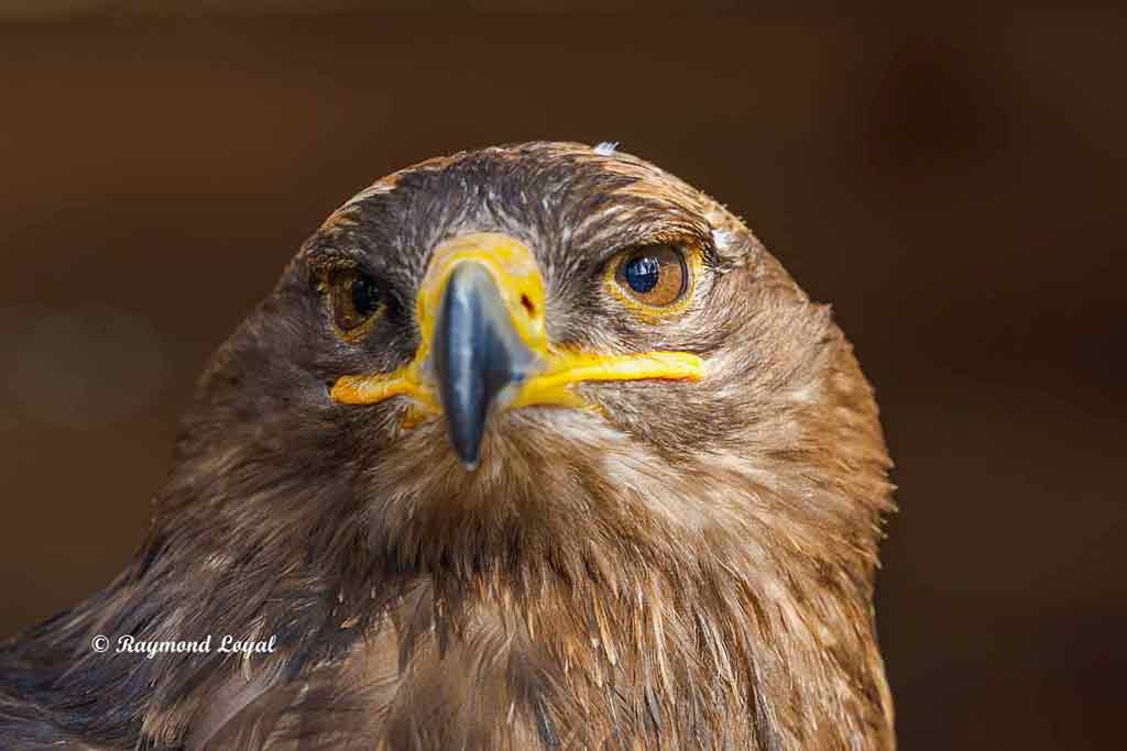 schelladler vogel portrait