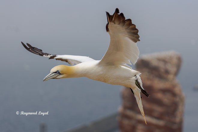 Gannet morus bassanus