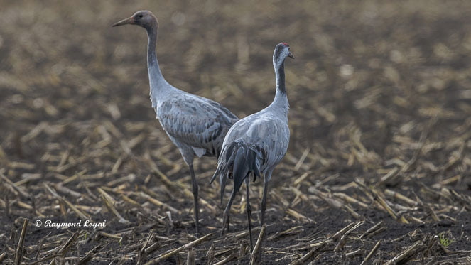 grauer kranich vogel feld