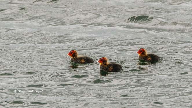 blaessrallen junge im wasser