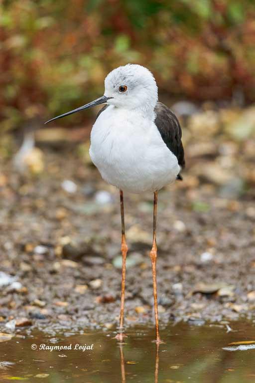 black-winged stilt