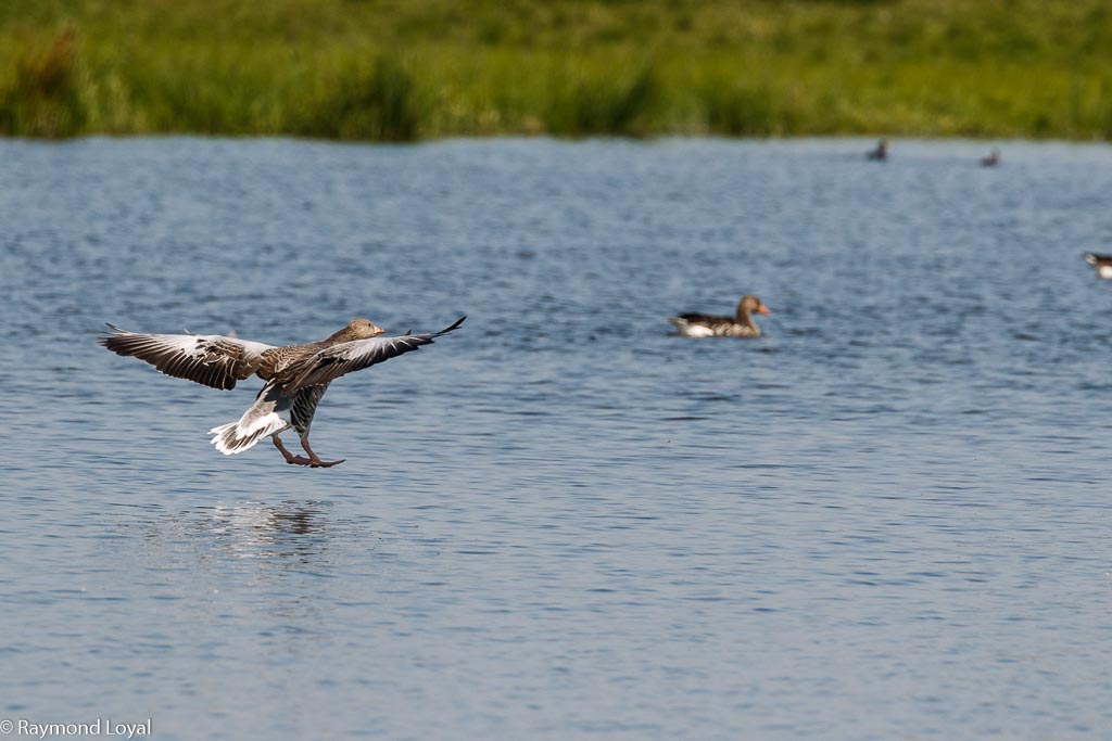 graugans im flug