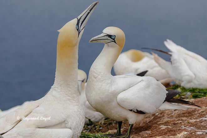 northern gannet