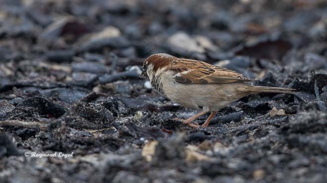house sparrow