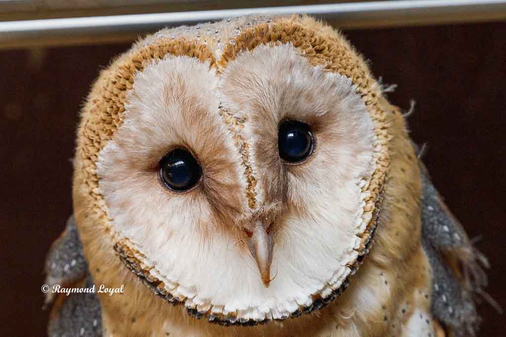 schleiereule gesicht portrait