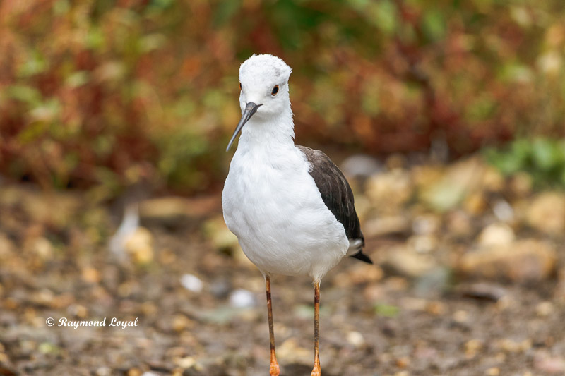 stelzenlaeufer watvogel  himantopus himantopus