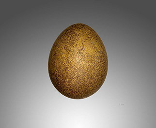 egg of gyr falcon