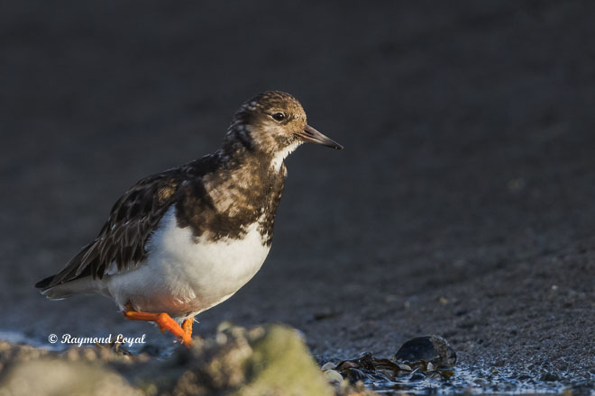 ruddy turnstone