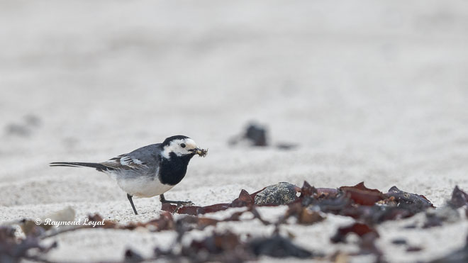 white wagtail