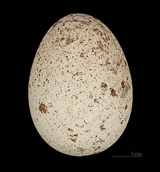egg of laggar falcon
