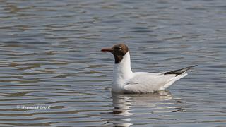 black-headed gull
