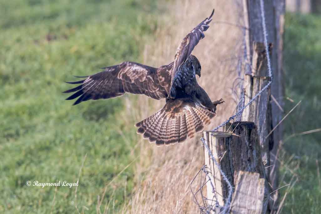 maeusebussard im flug