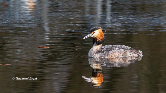 great crested grebe Podiceps cristatus