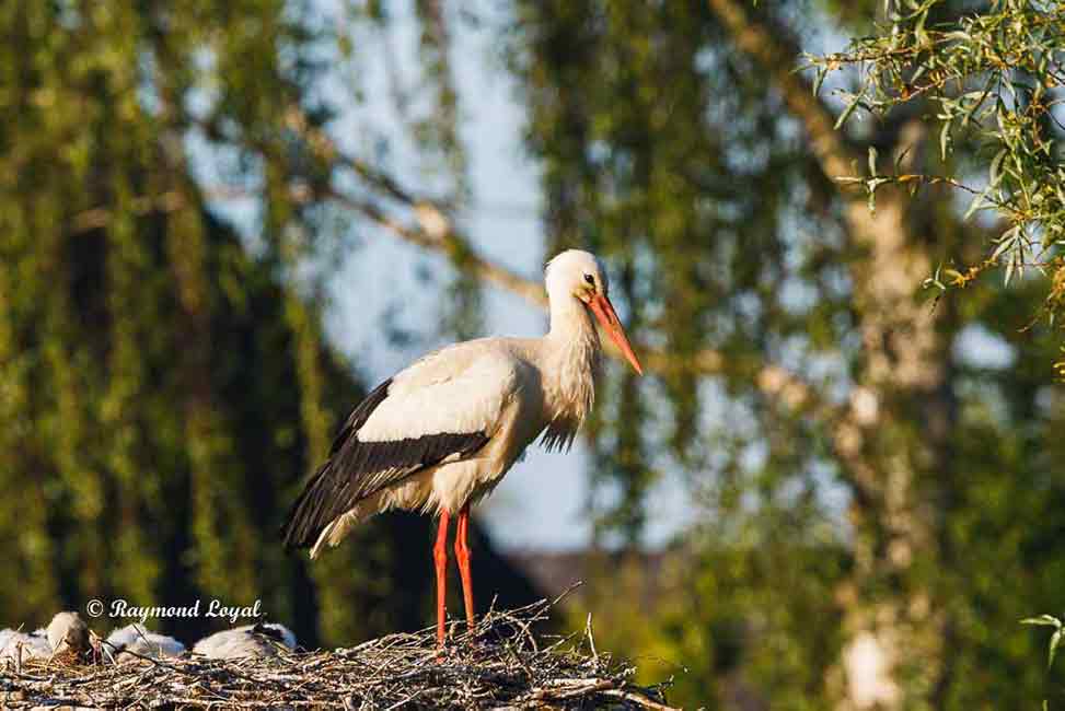 weiss storch