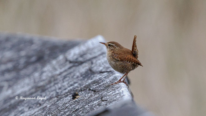 eurasian wren